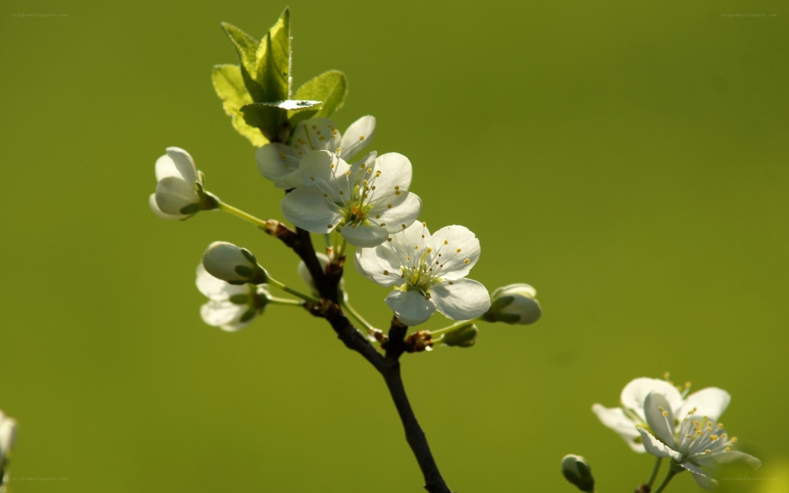 White blossoms on a branch
