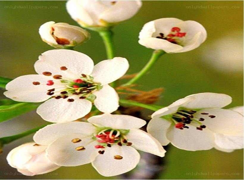 white blossoms on a branch