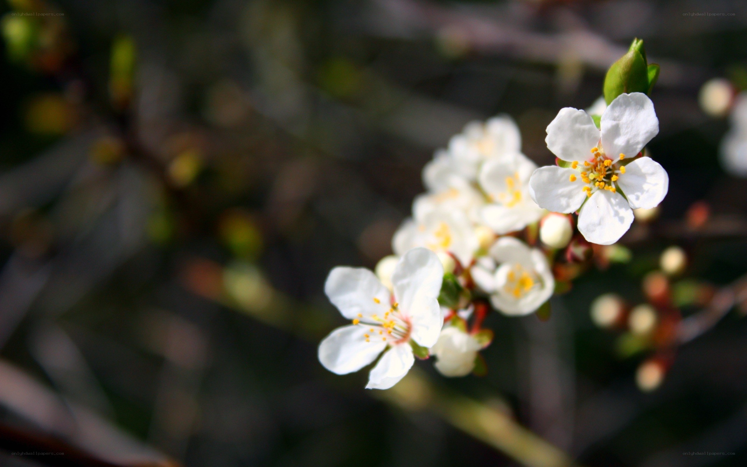 White blossoms on a branch