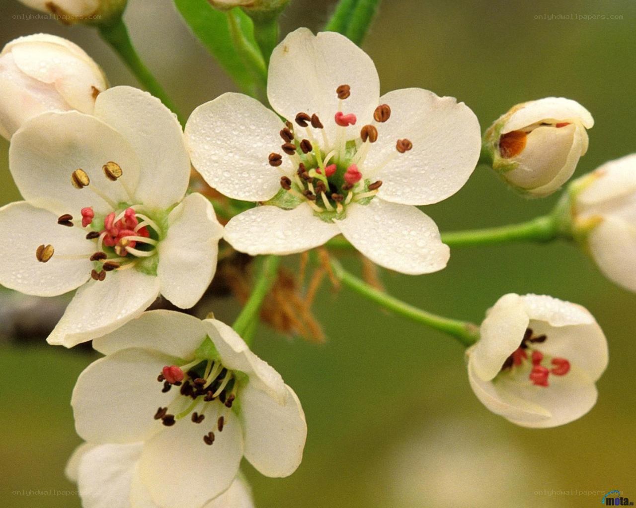 White blossoms on a branch