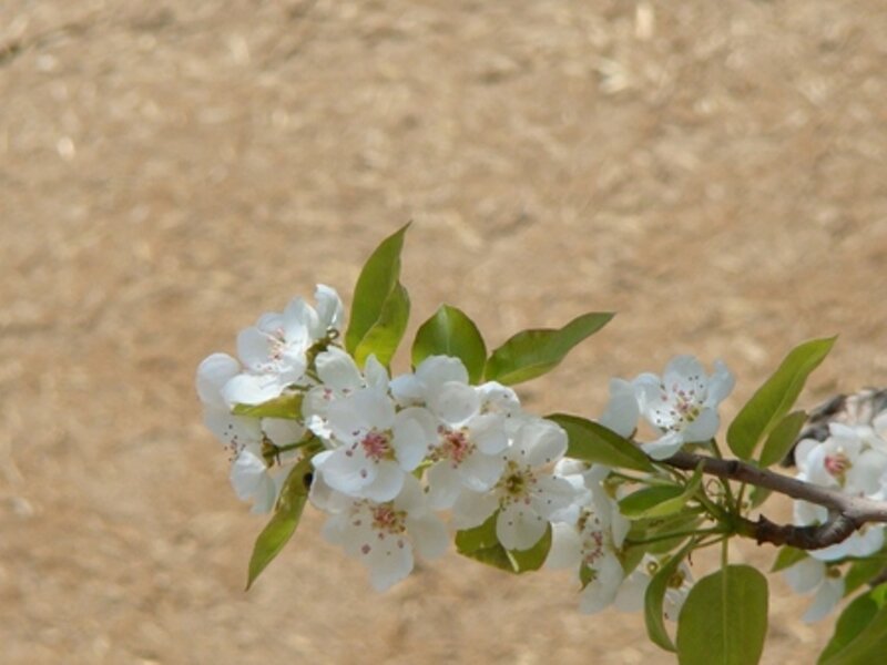 white blossoms on a branch