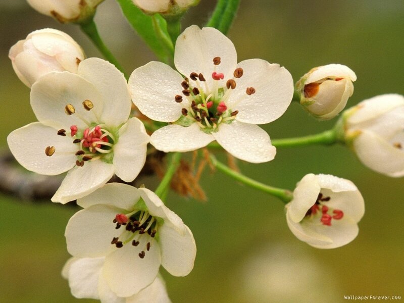 white blossoms on a branch