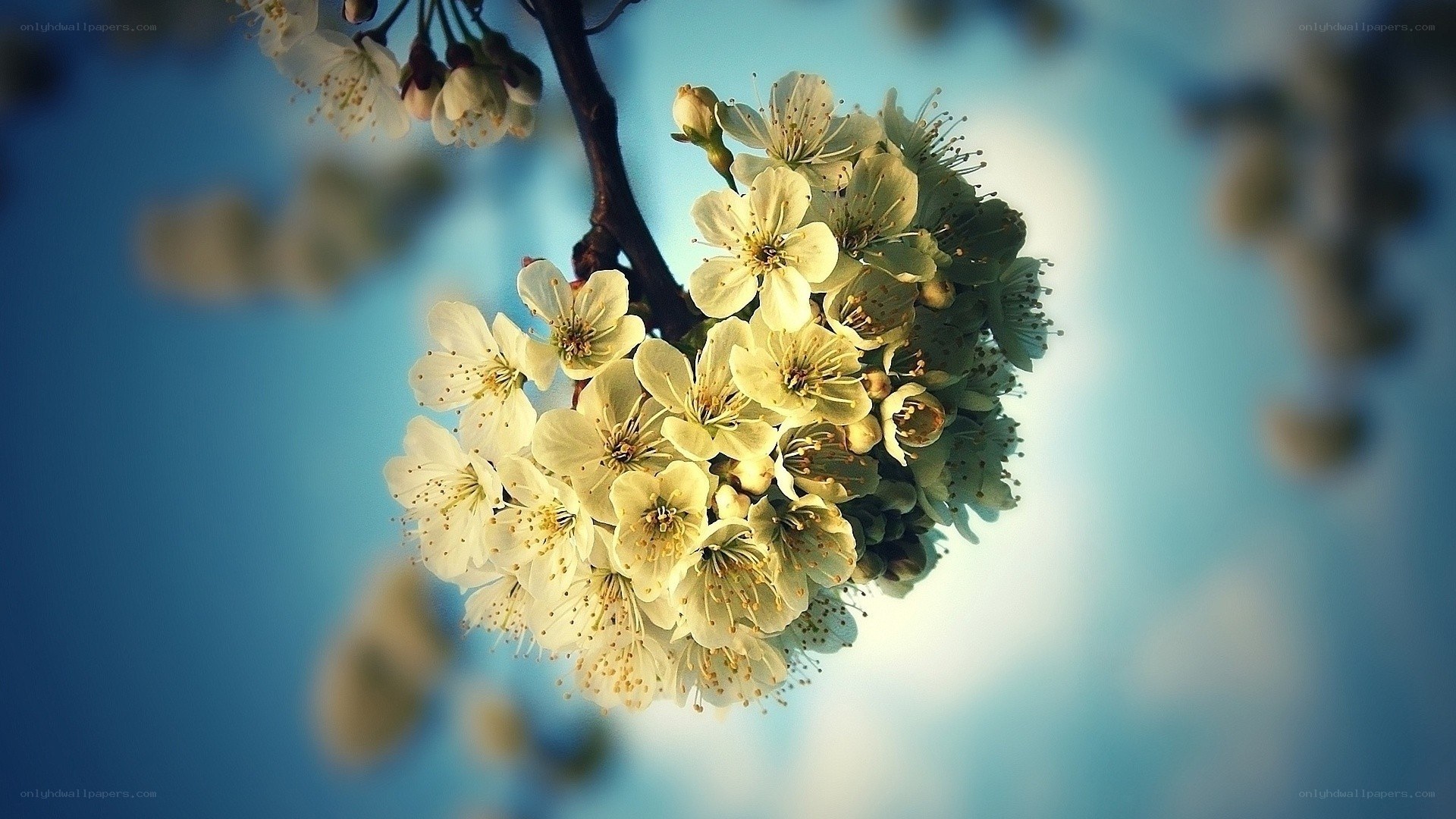 White blossoms on a branch