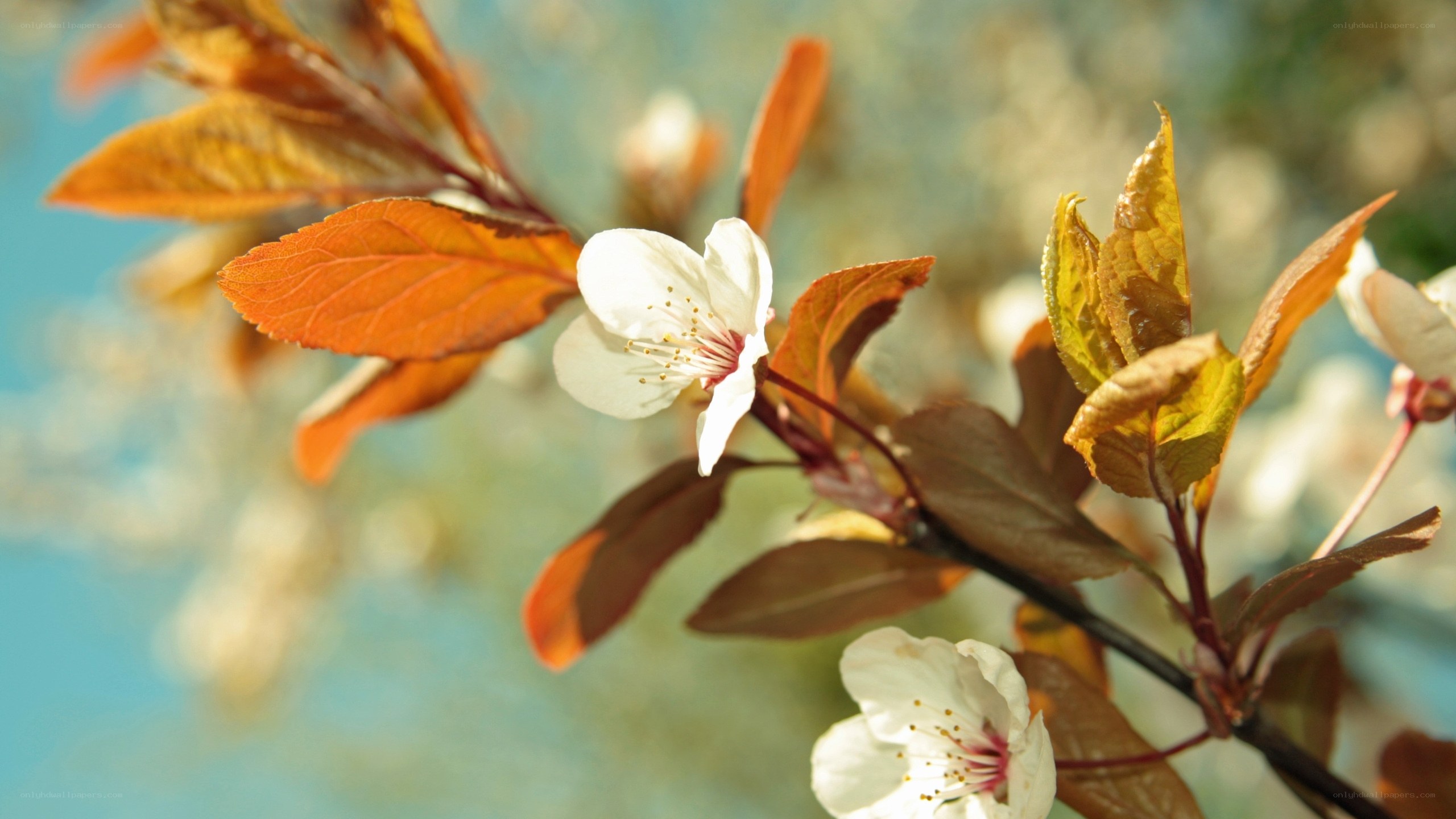 White blossoms on a branch