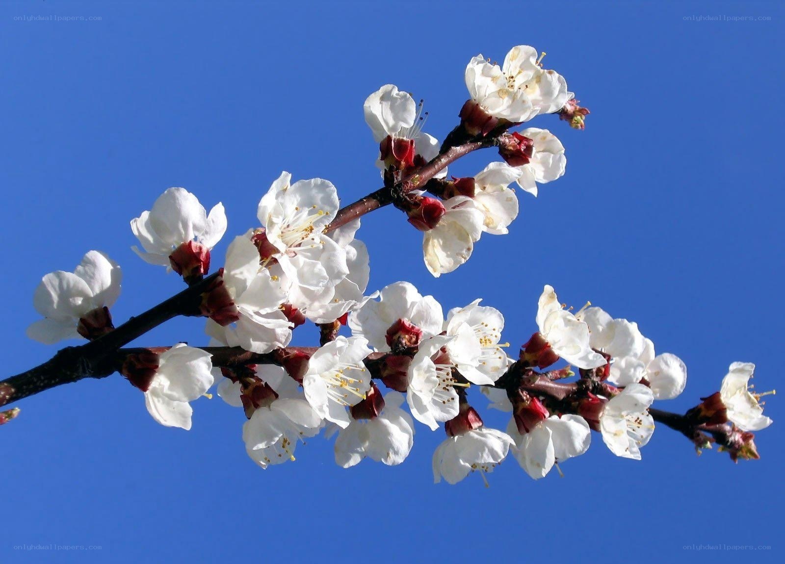 white blossoms on a branch