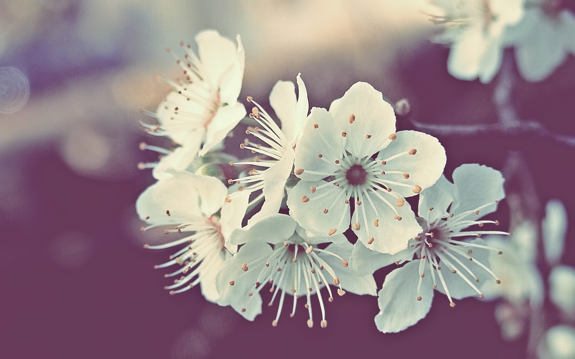 white blossoms on a branch