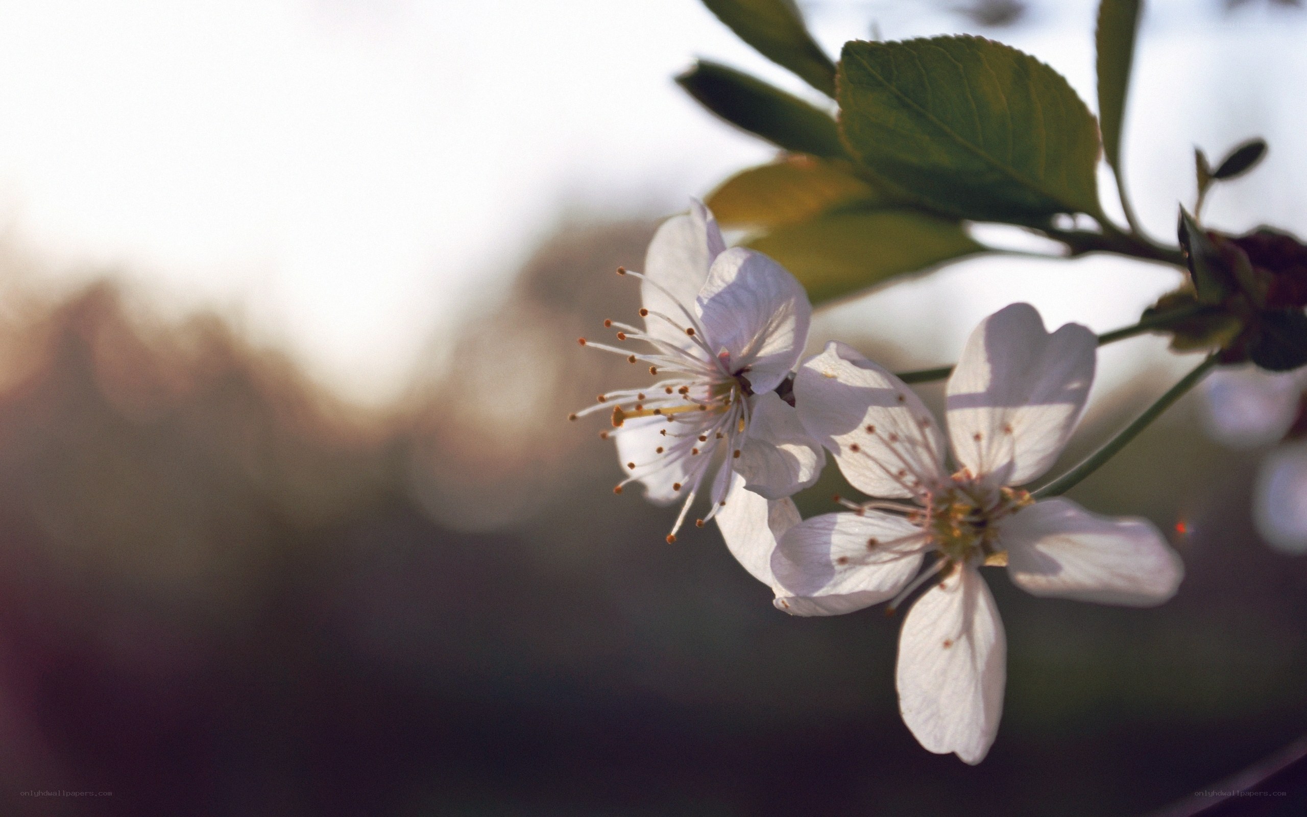 White blossoms on a branch