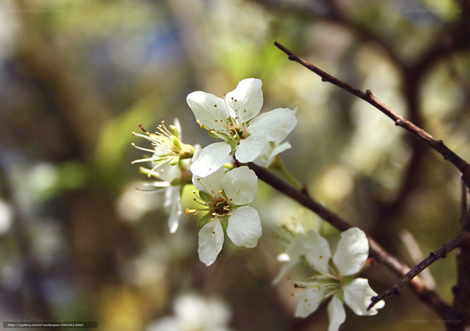 White blossoms on a branch
