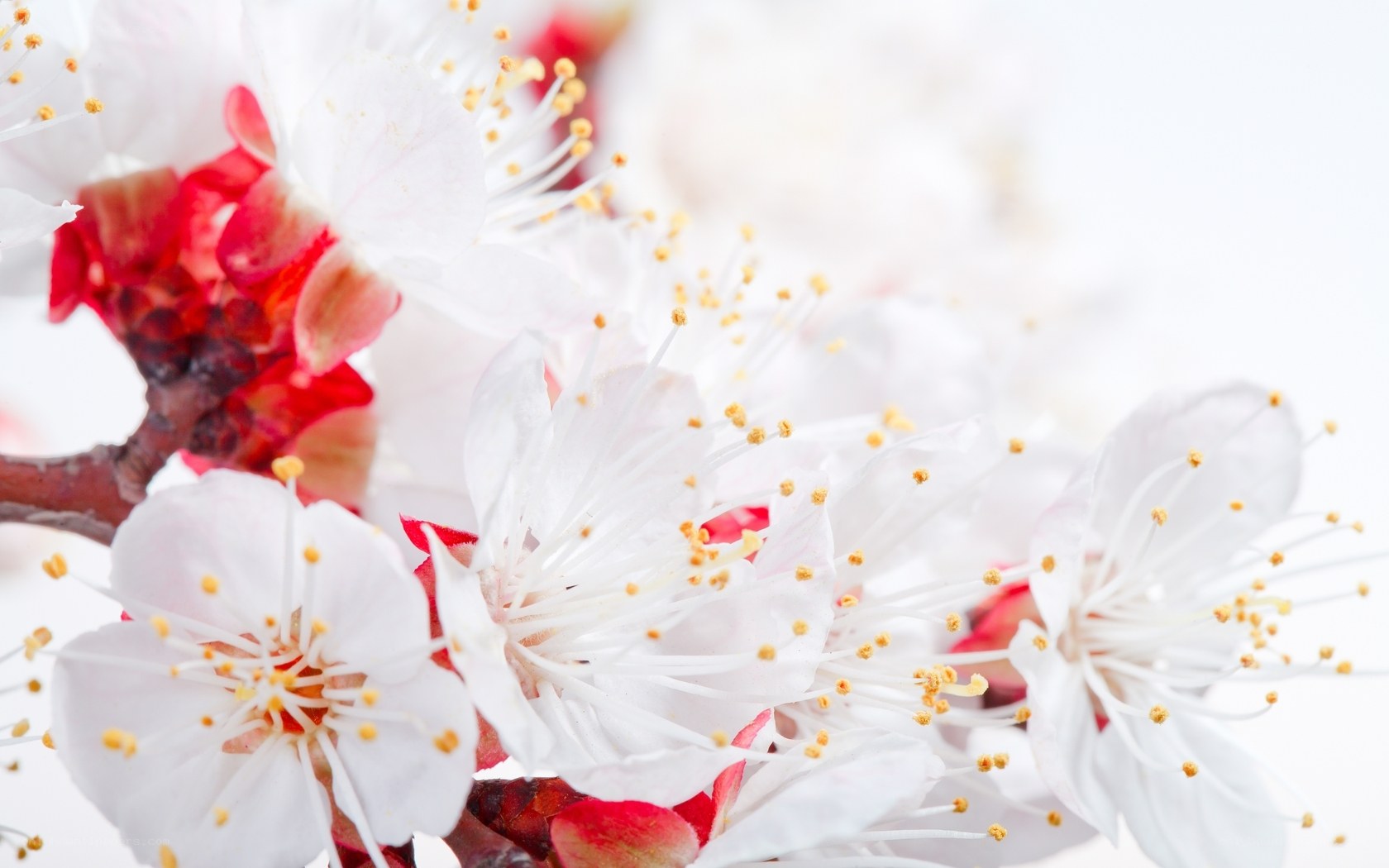 white blossoms on a branch