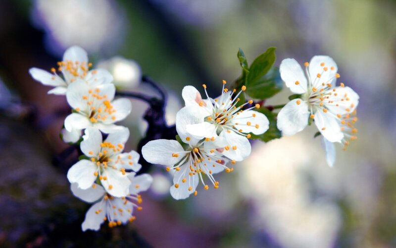 White blossoms on a branch
