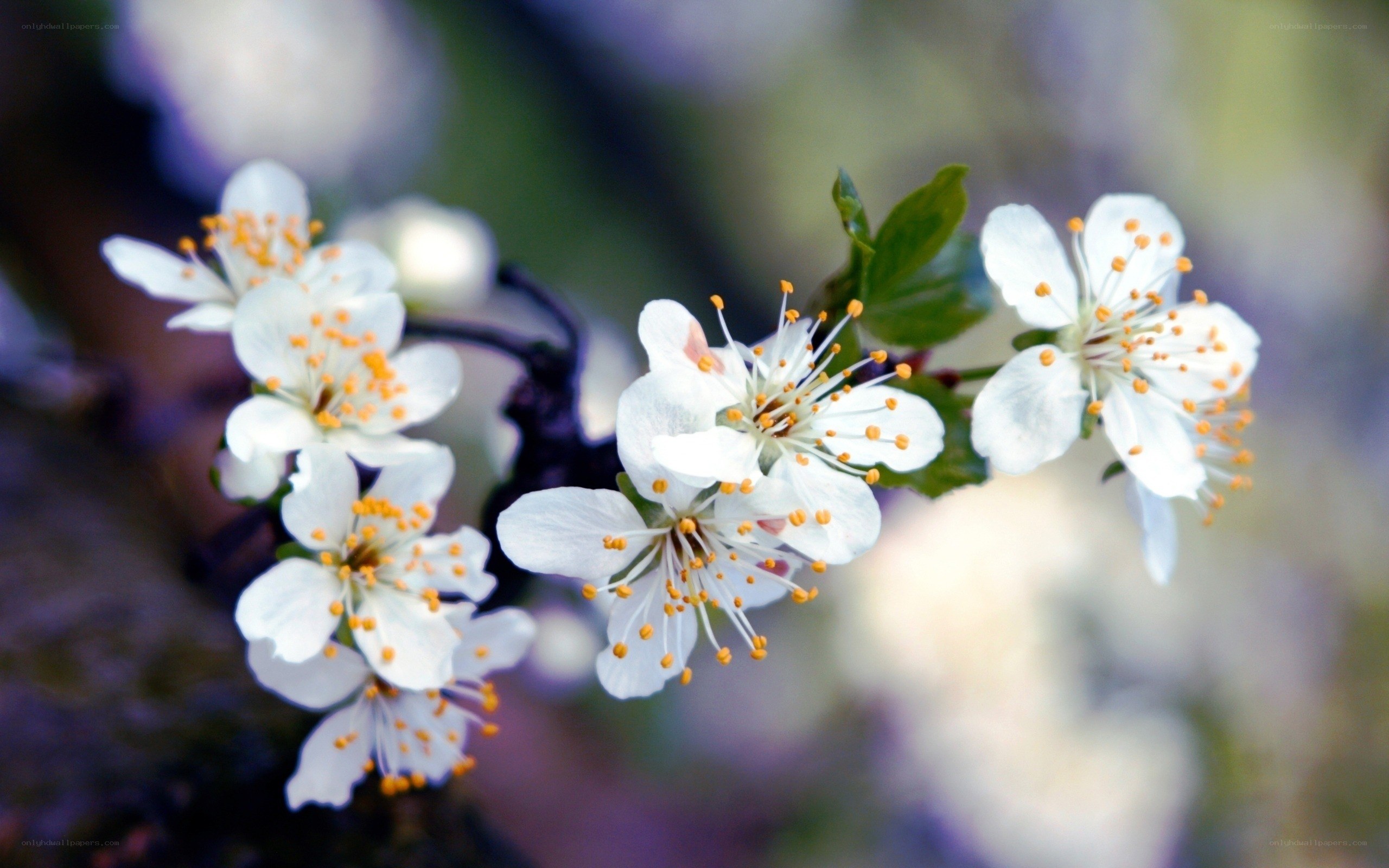 White blossoms on a branch