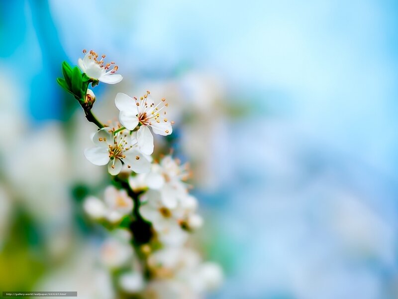 White blossoms on a branch