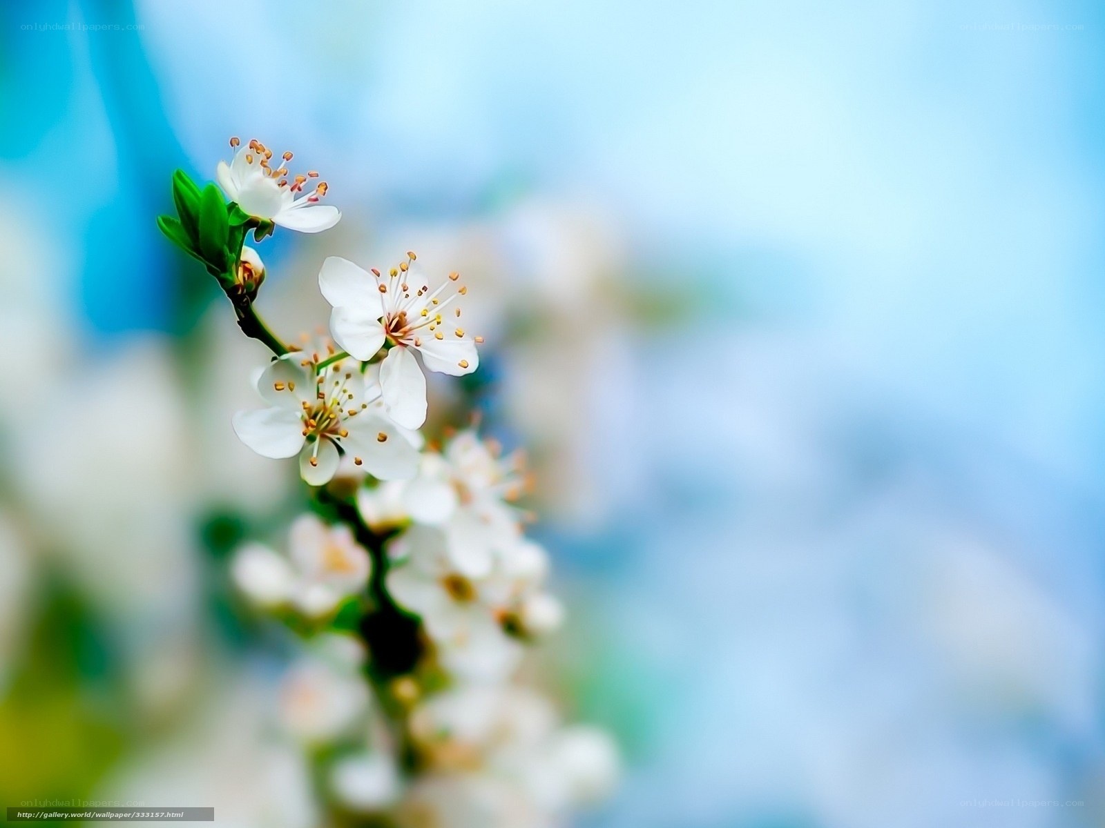 White blossoms on a branch