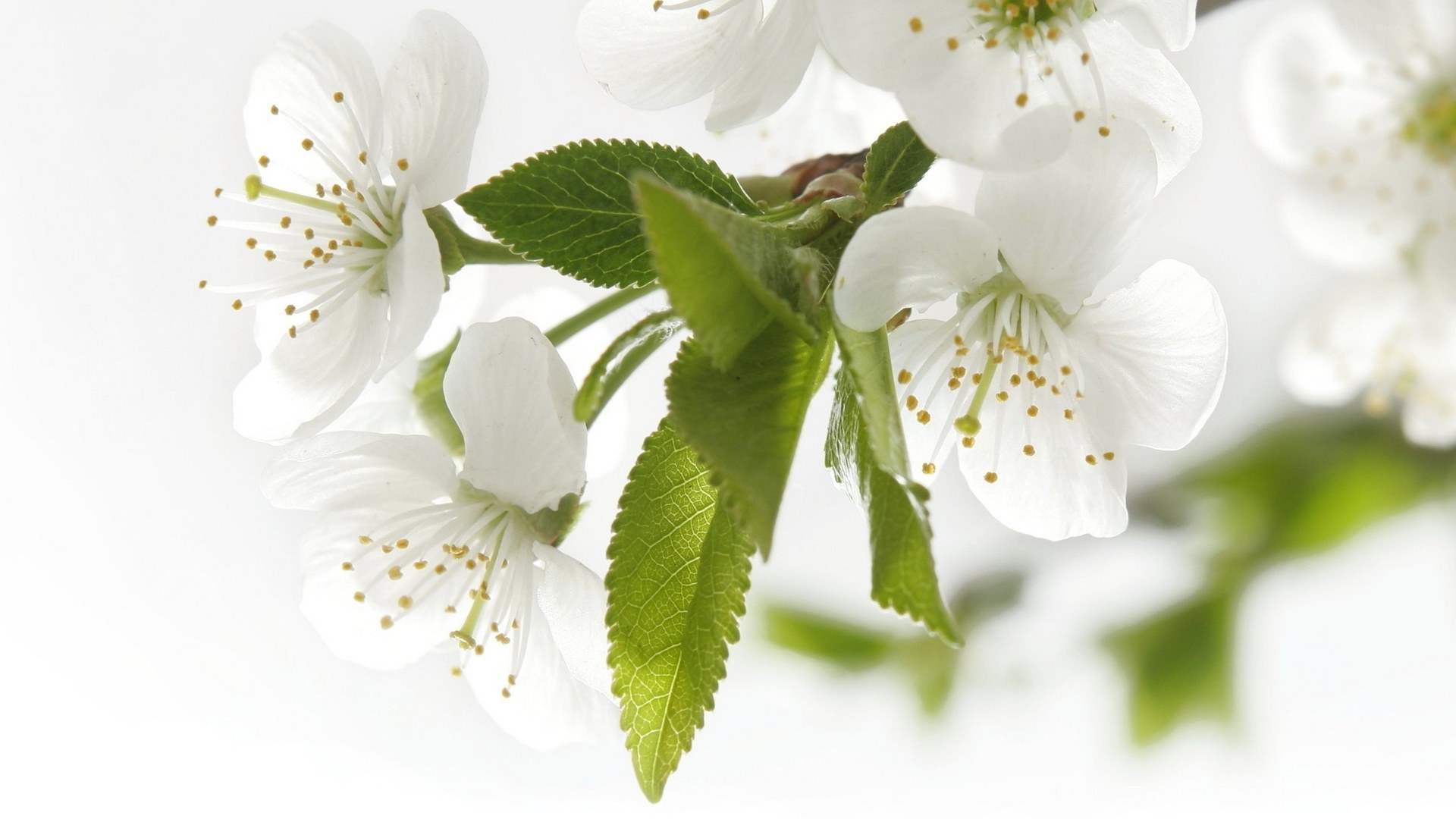 White blossoms on a branch