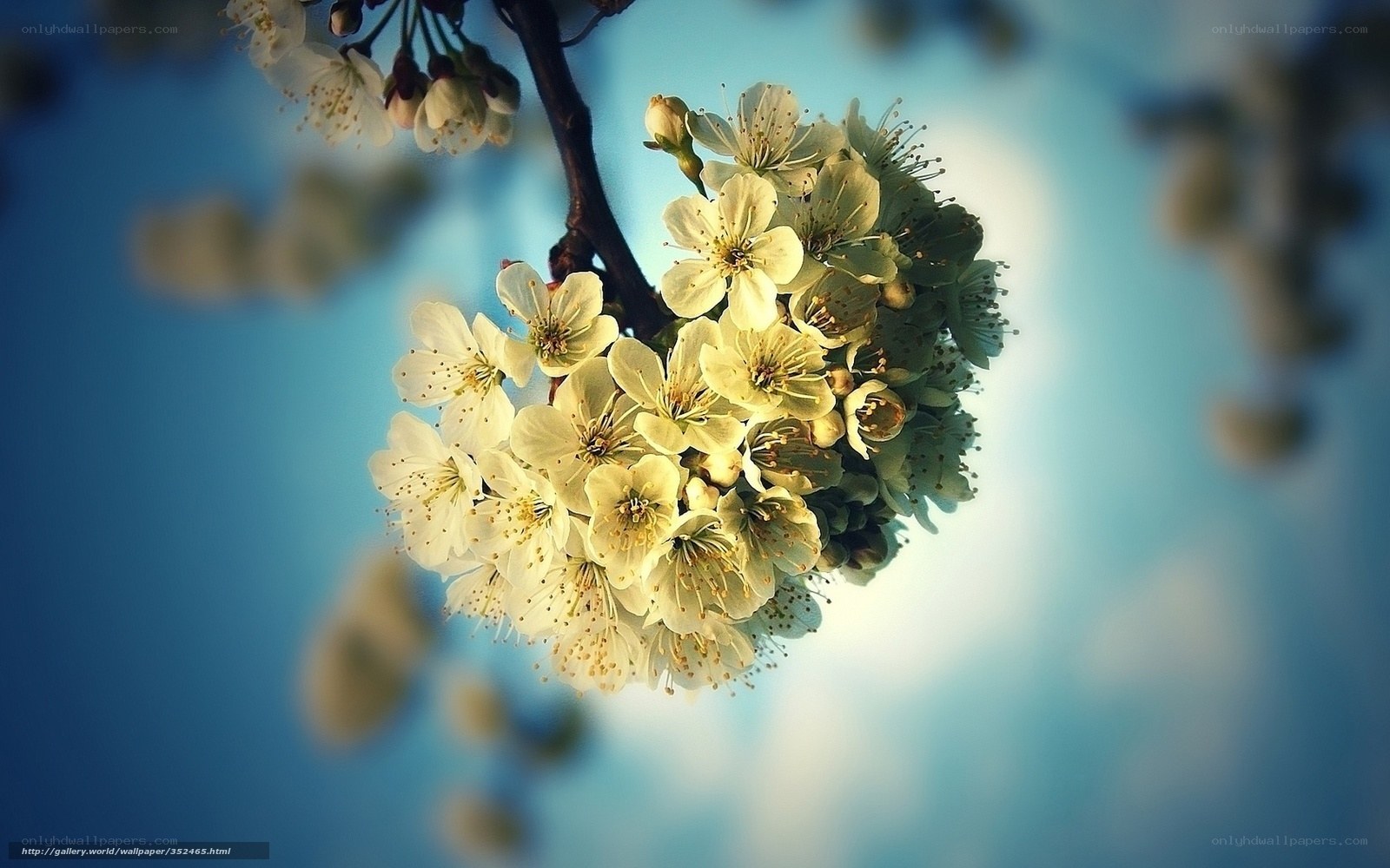 white blossoms on a branch