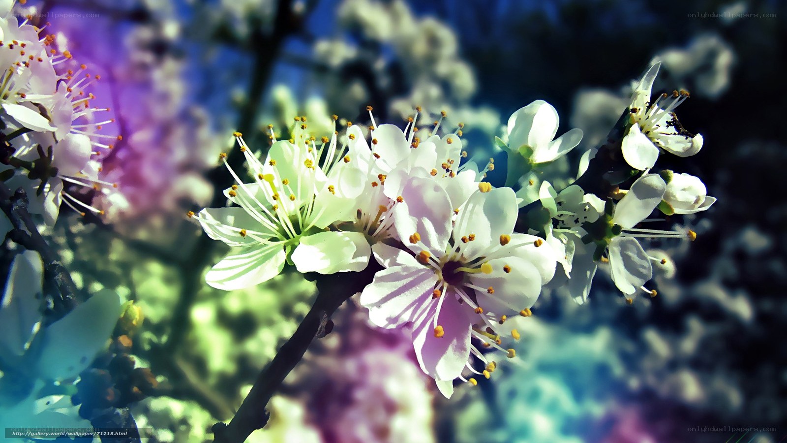 White blossoms on a branch