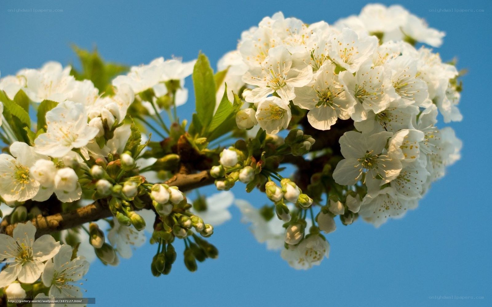 White blossoms on a branch