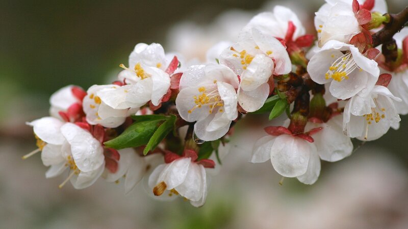 White blossoms on a branch