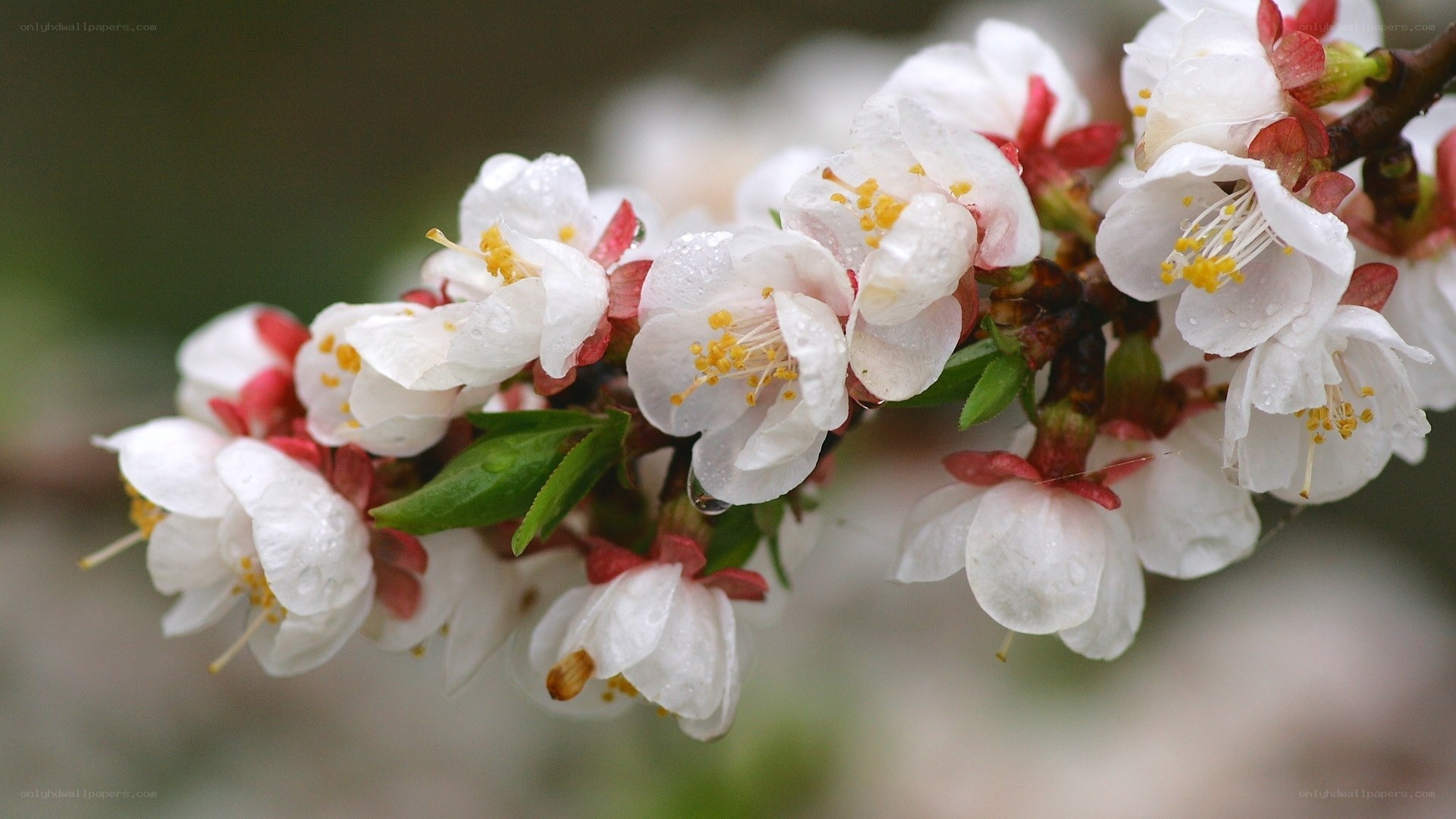 White blossoms on a branch