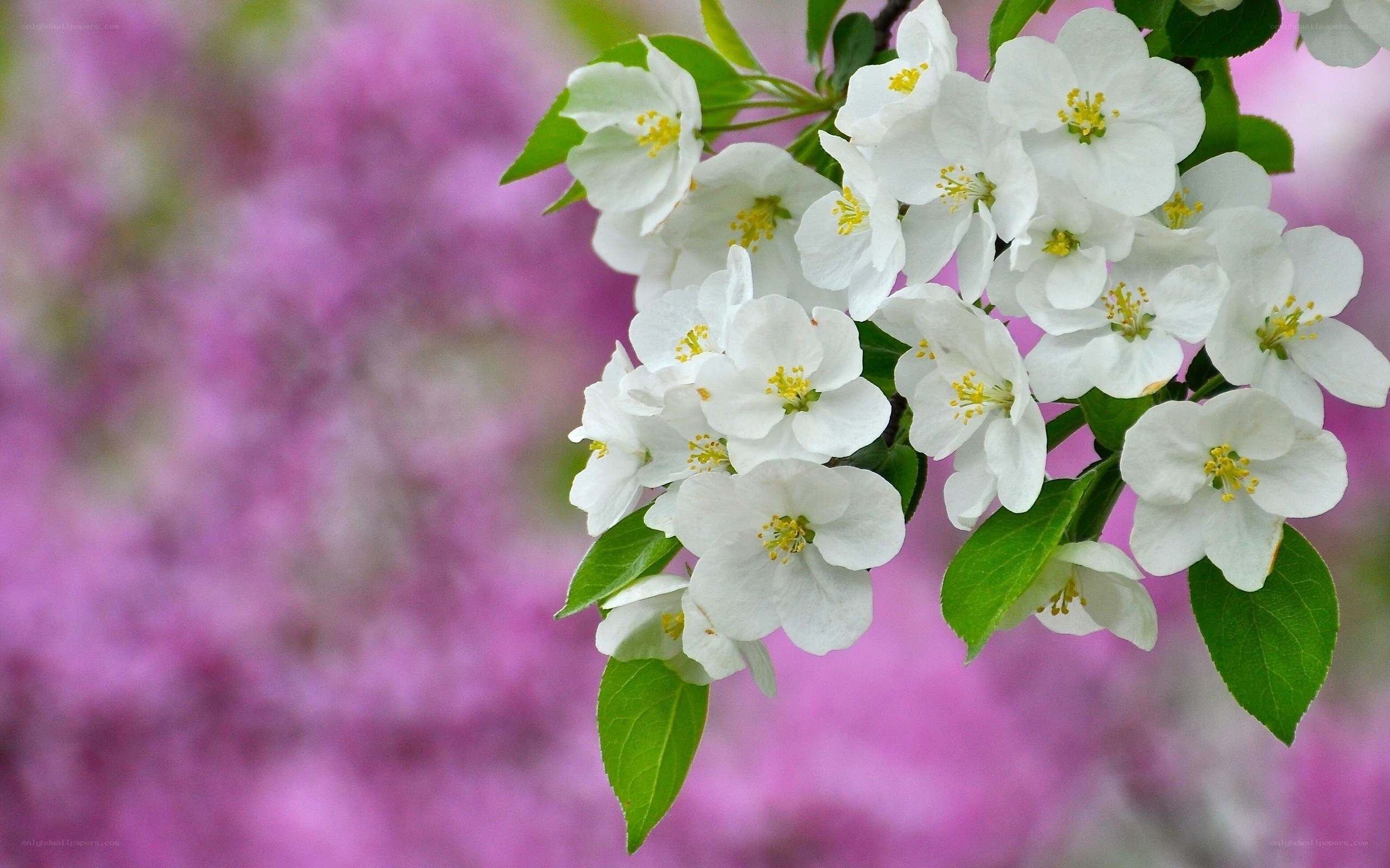 white blossoms on a branch