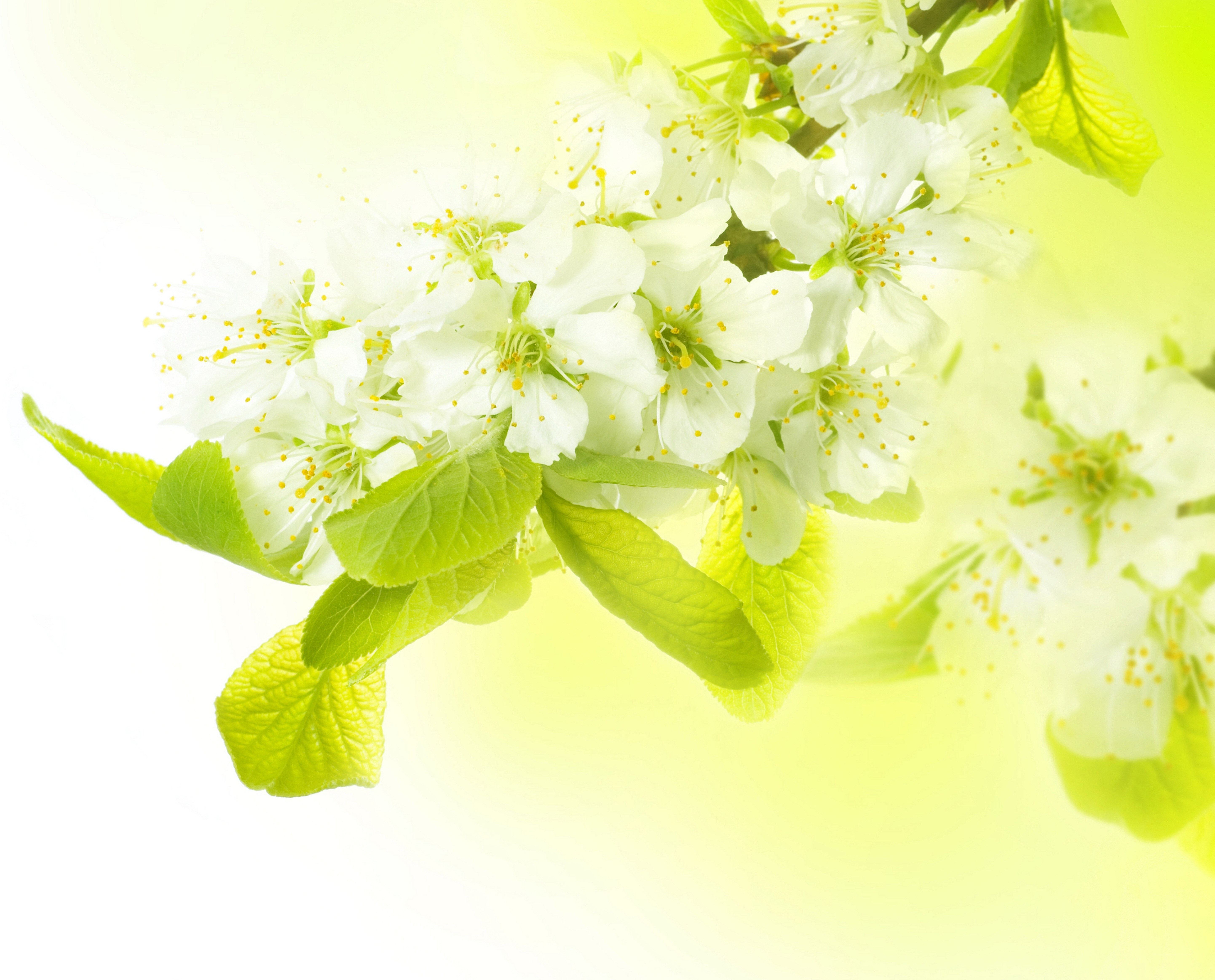 white blossoms on a branch