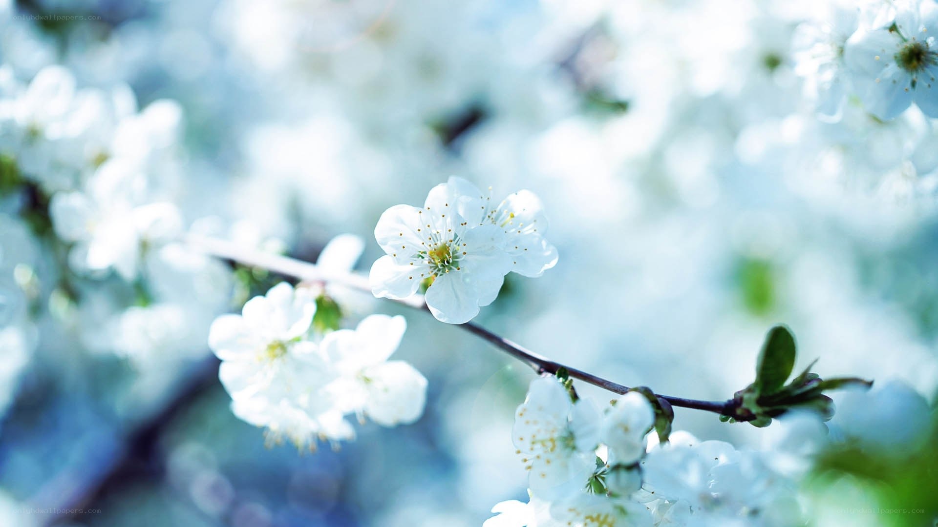 white blossoms on a branch