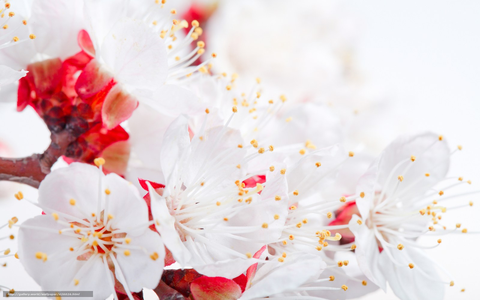 White blossoms on a branch