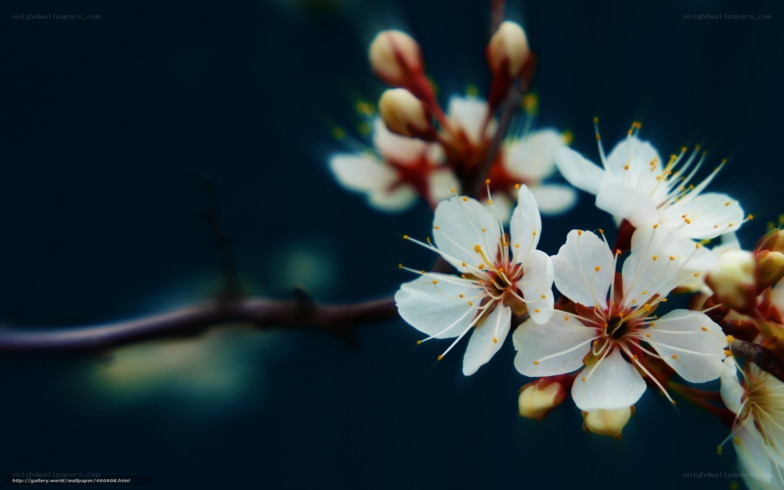 White blossoms on a branch
