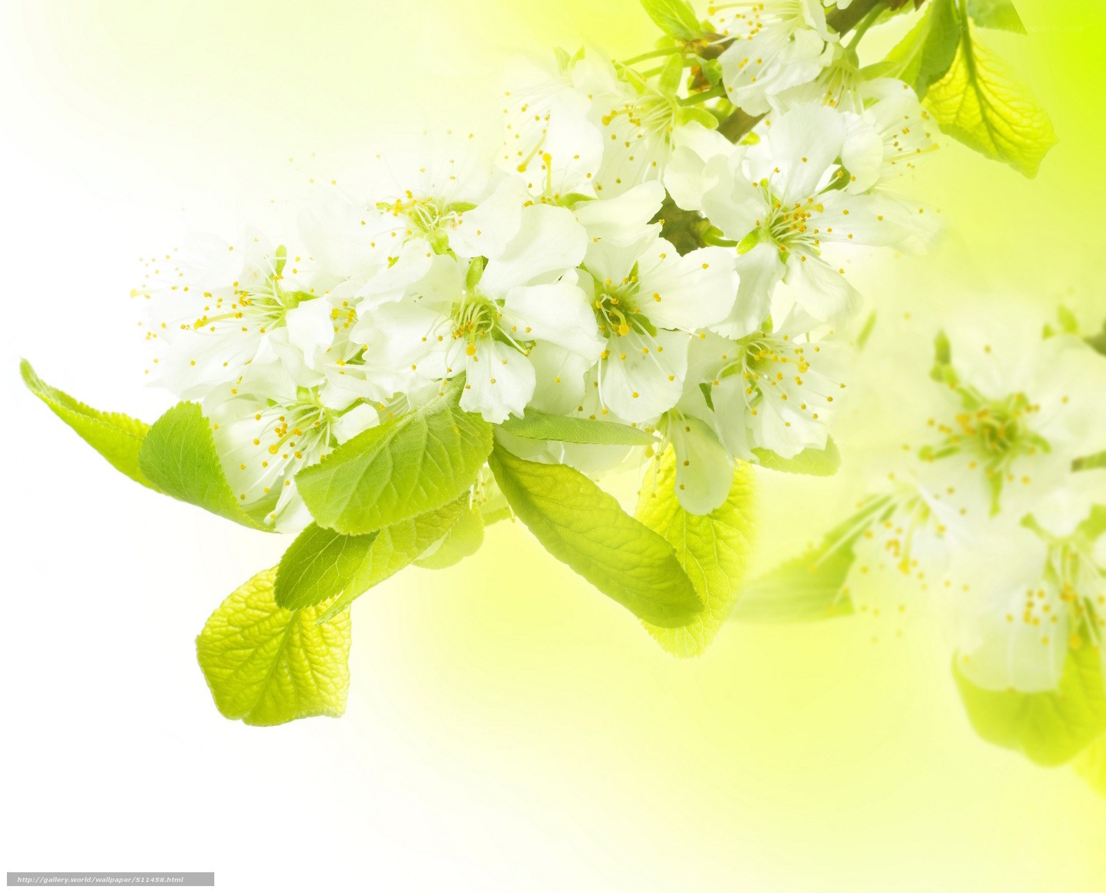 white blossoms on a branch
