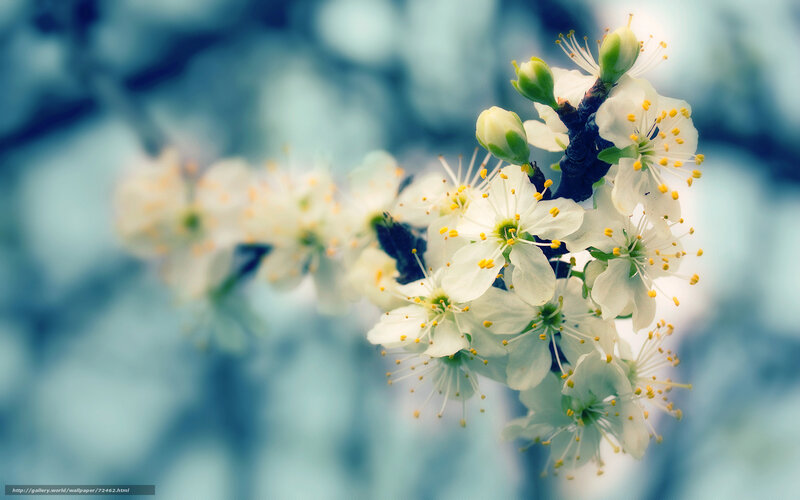 White blossoms on a branch