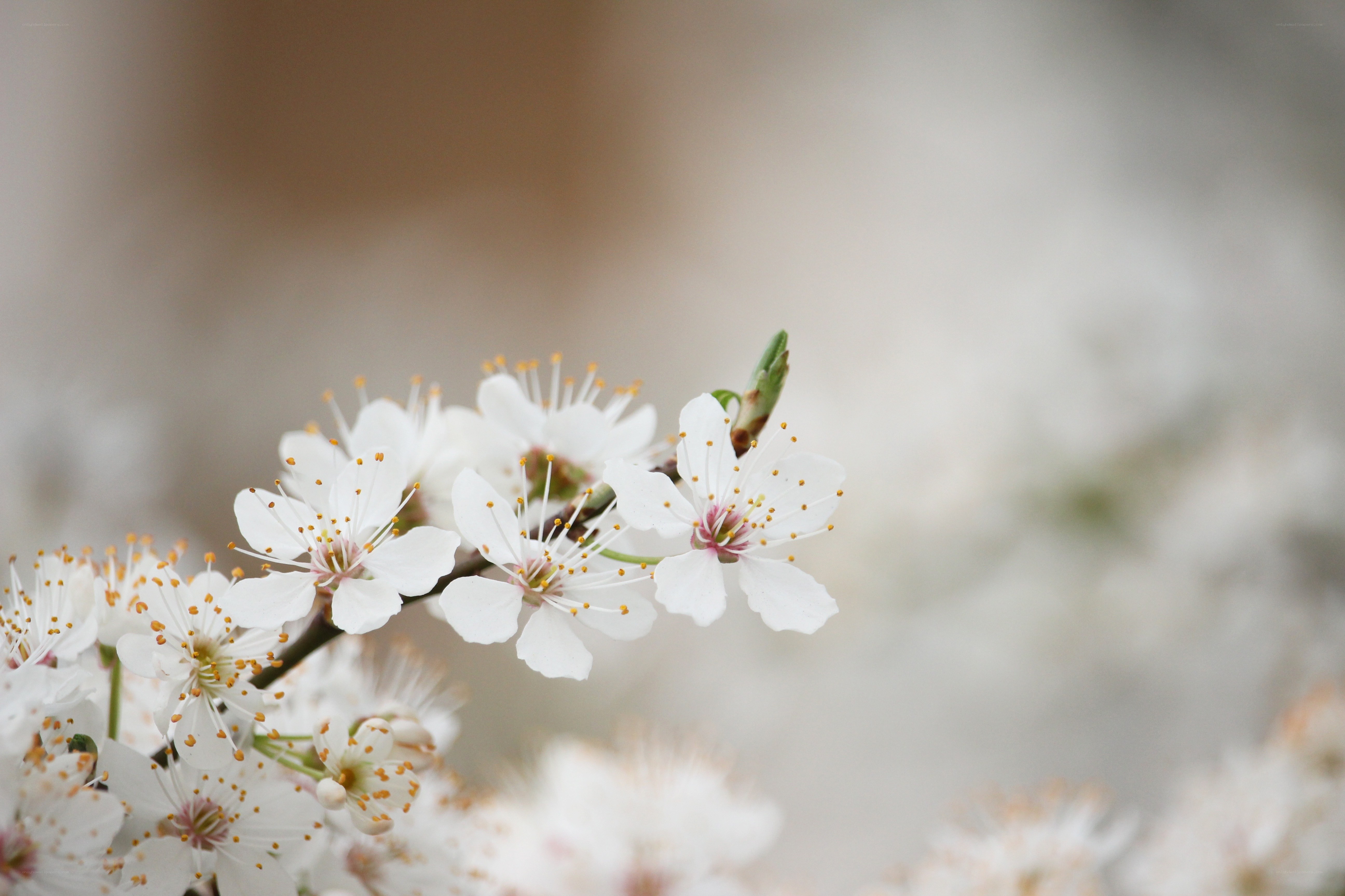 White blossoms on a branch