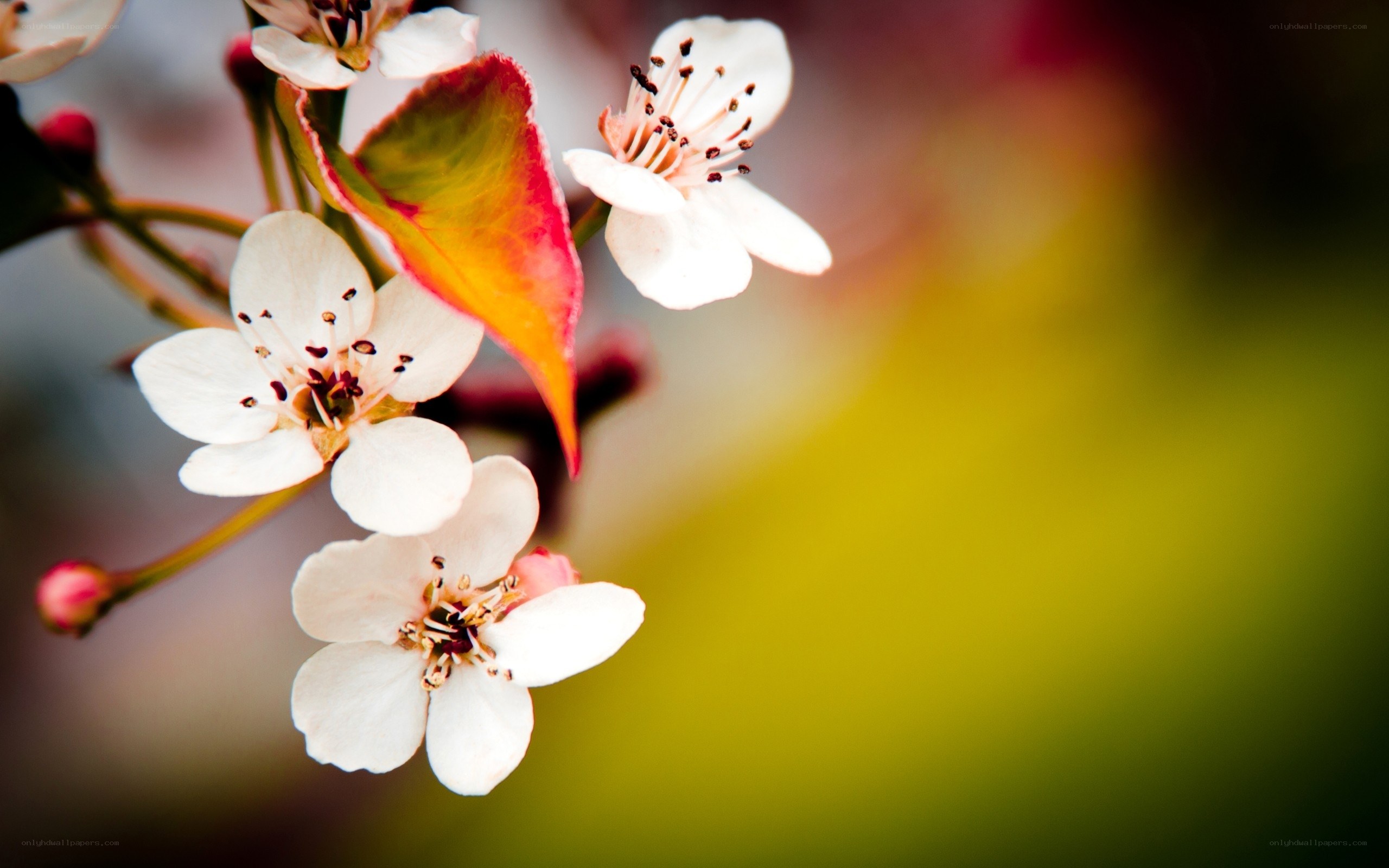 White blossoms on a branch