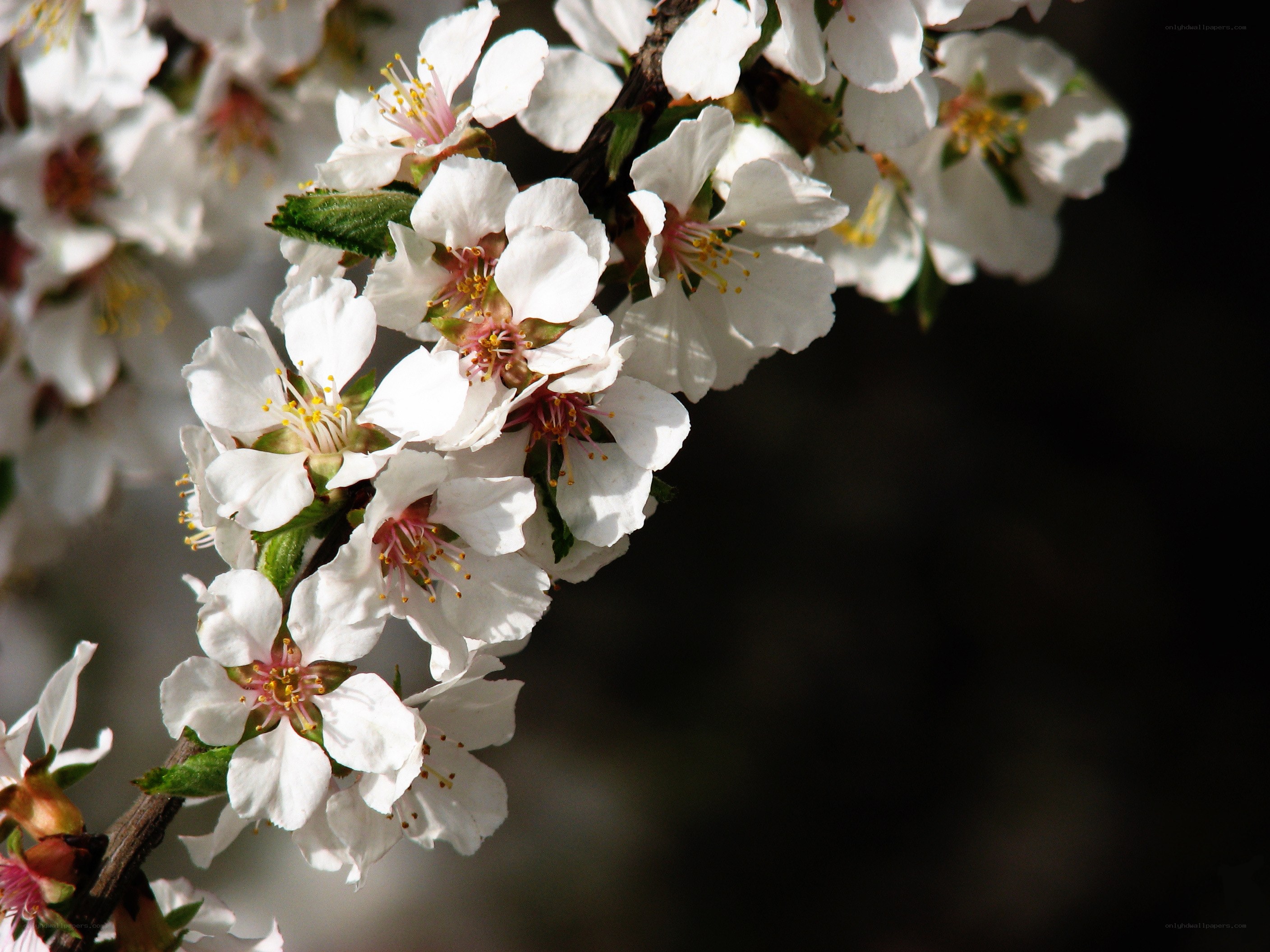 white blossoms on a branch