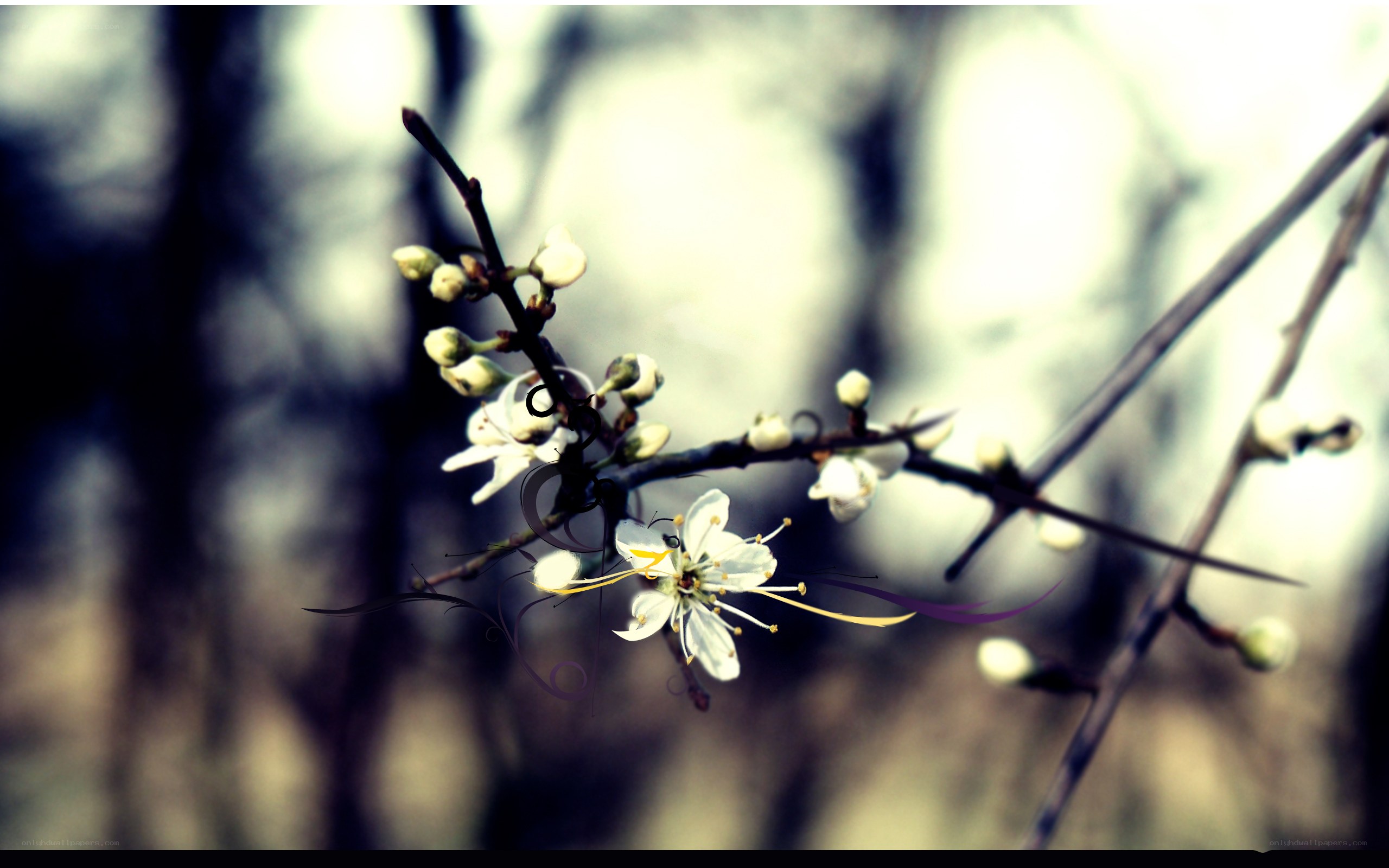 White blossoms on a branch