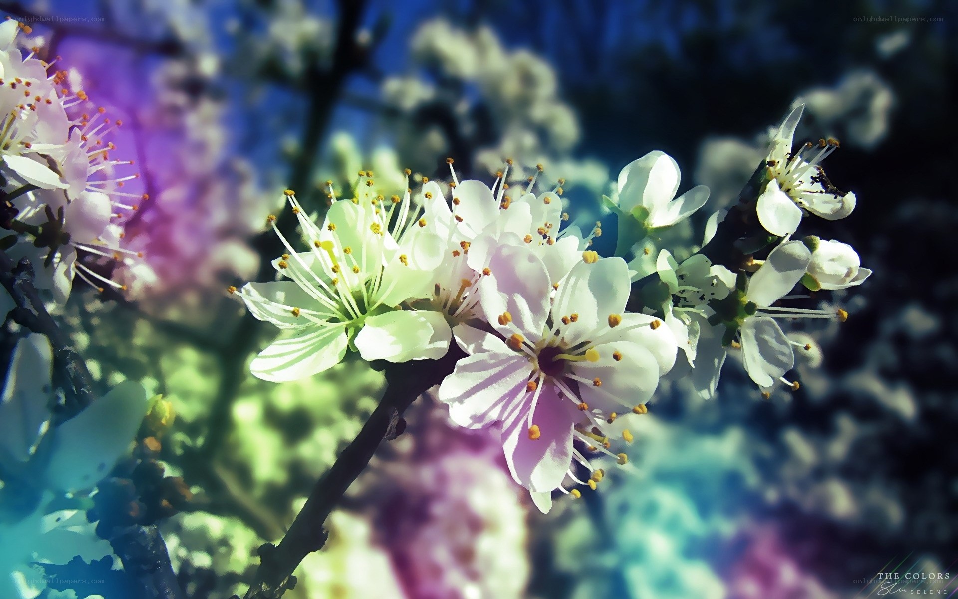 white blossoms on a branch