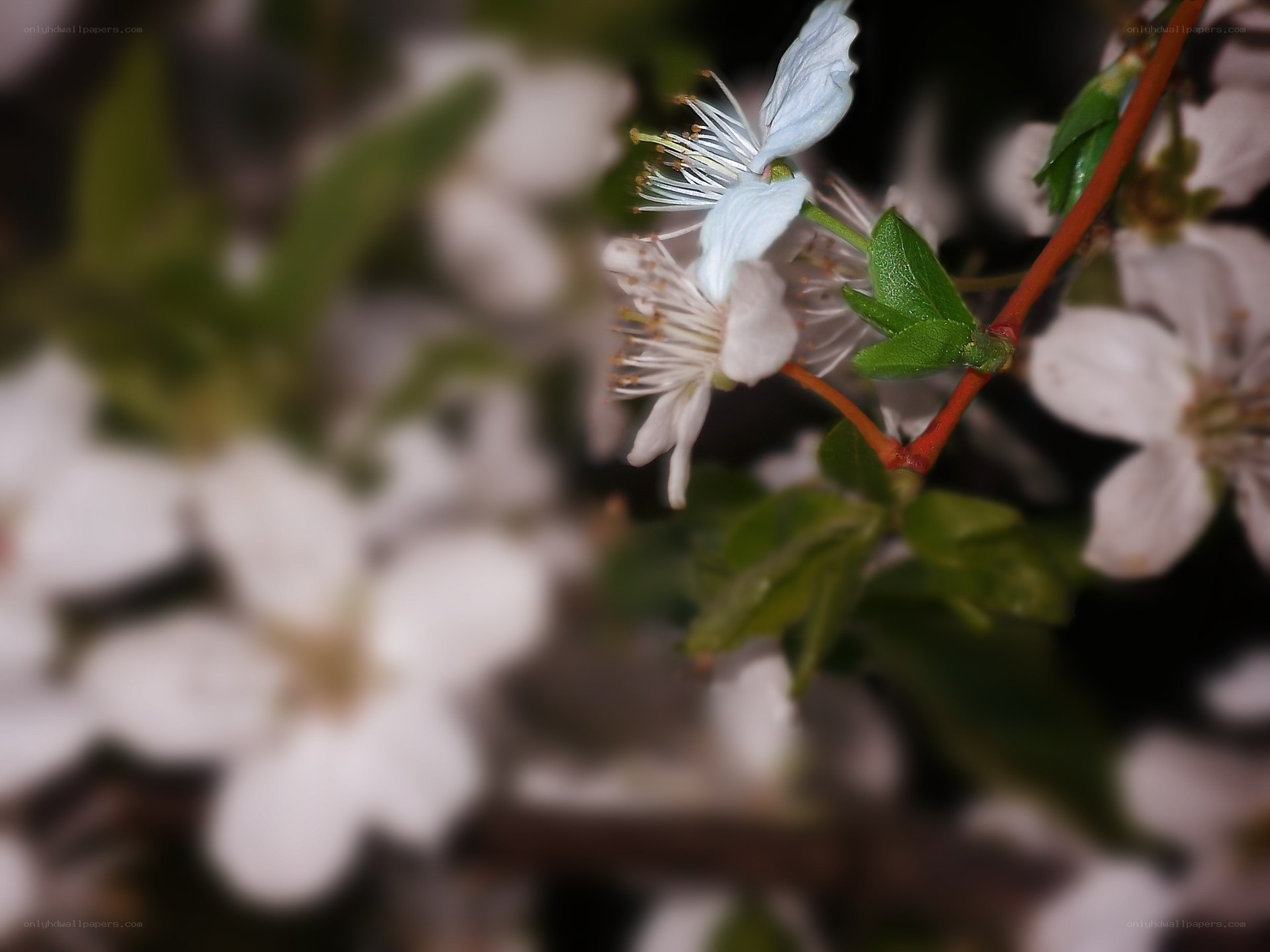 White blossoms on a branch