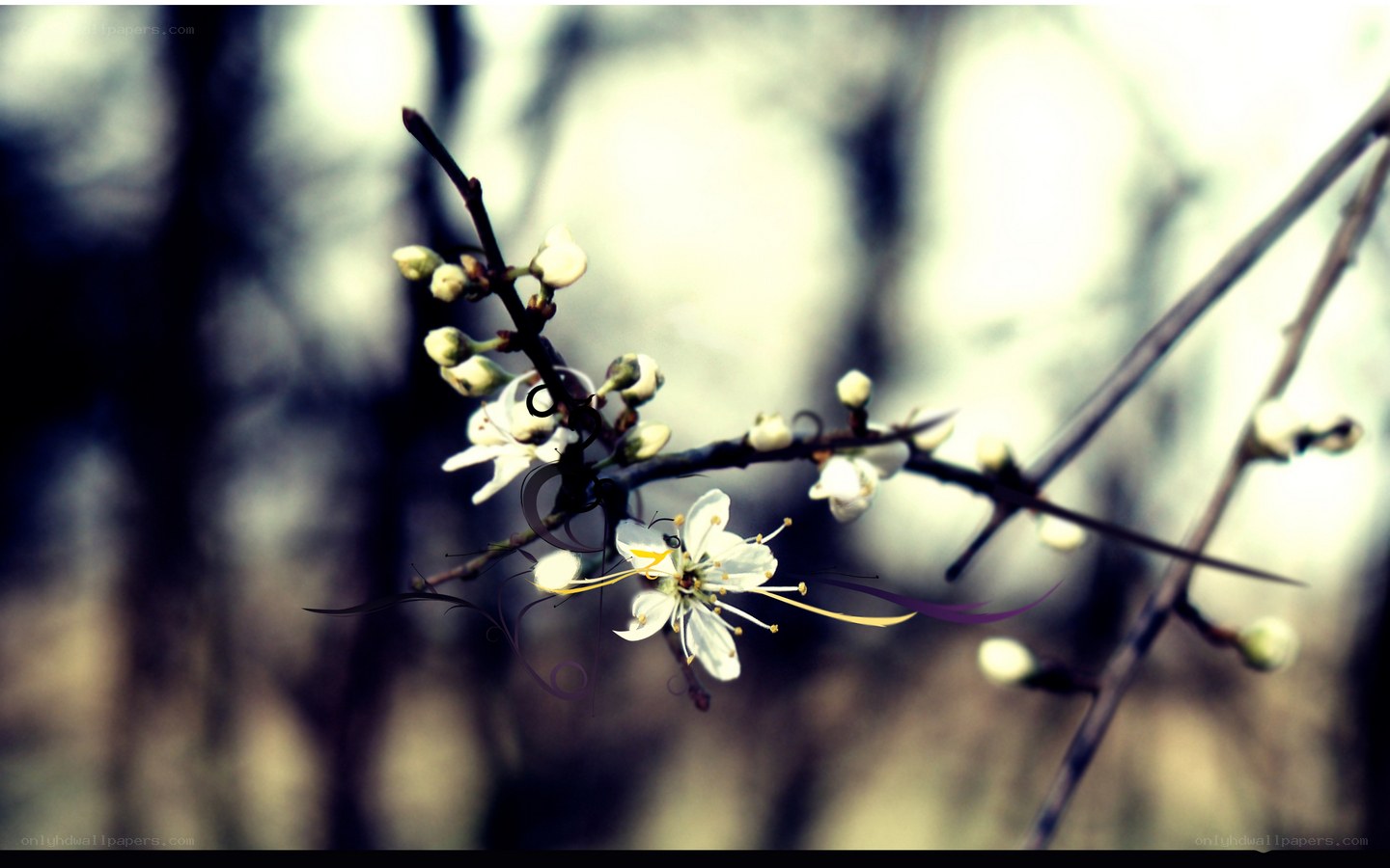 White blossoms on a branch