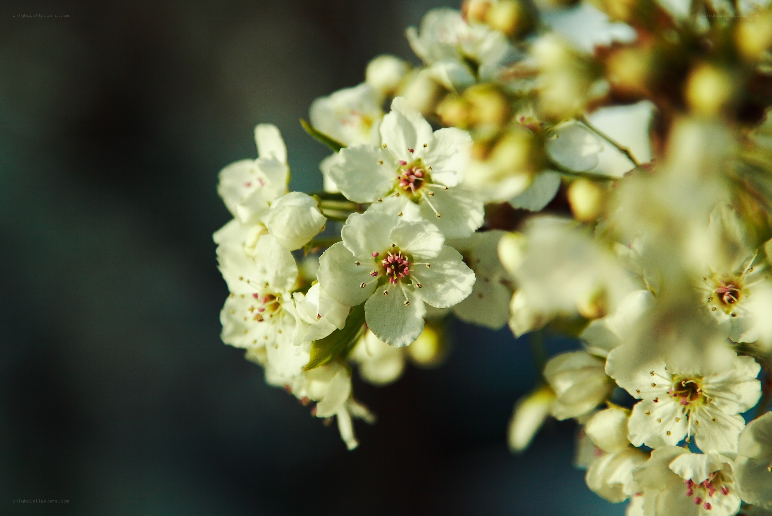 White blossoms on a branch