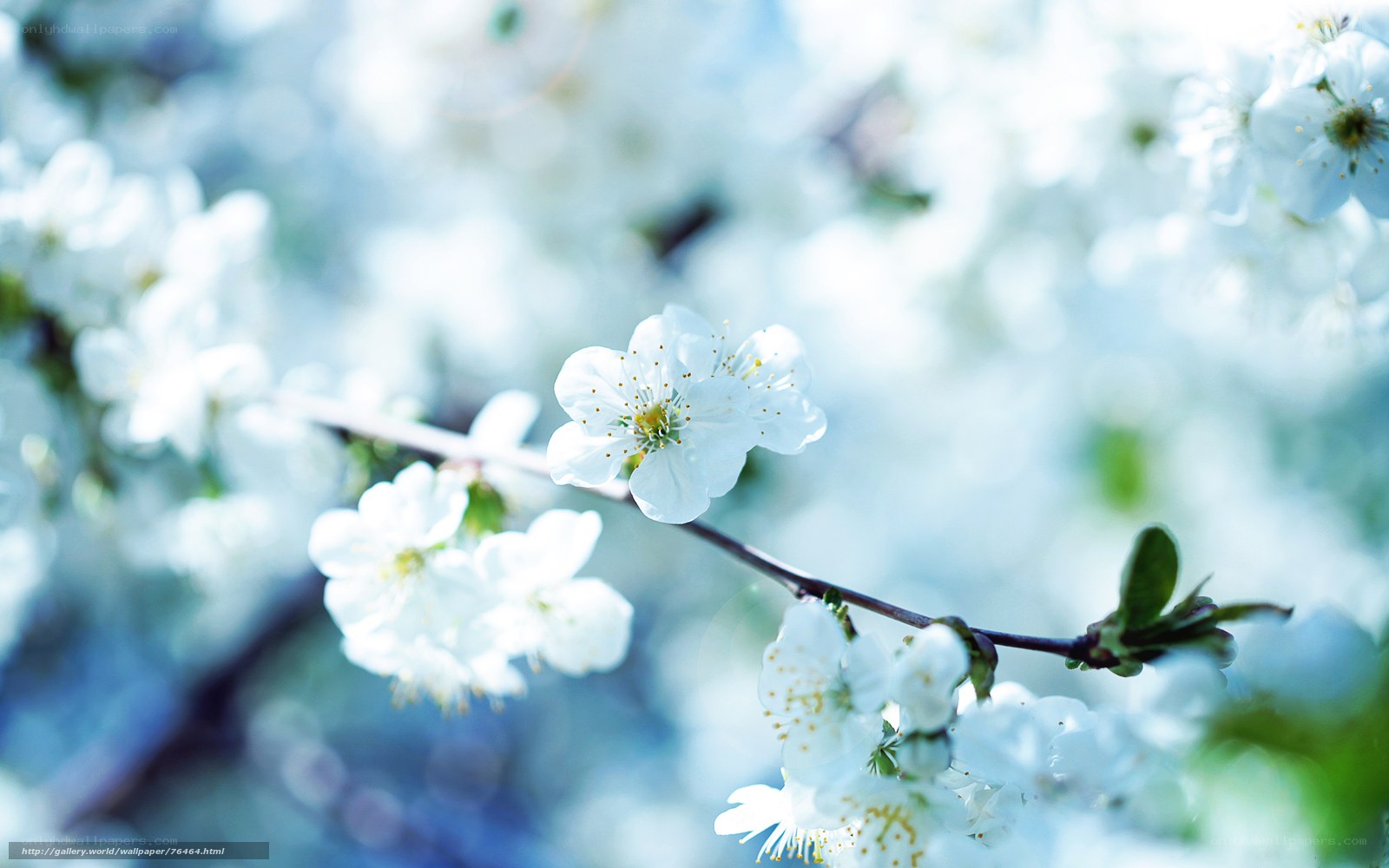 White blossoms on a branch
