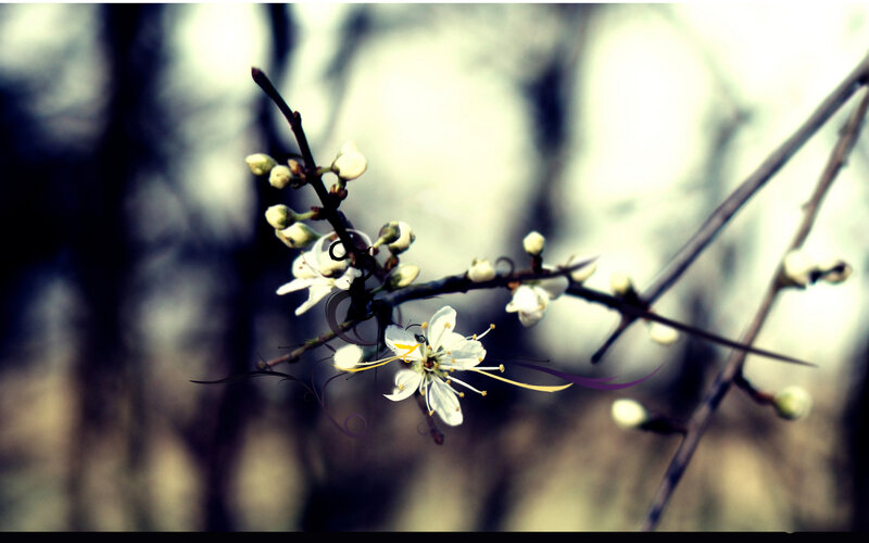white blossoms on a branch