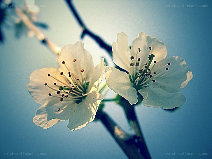 white blossoms on a branch