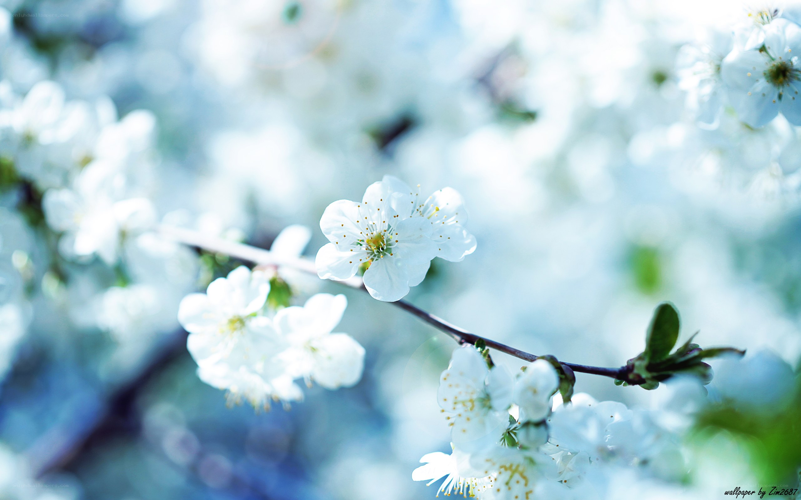 White blossoms on a branch