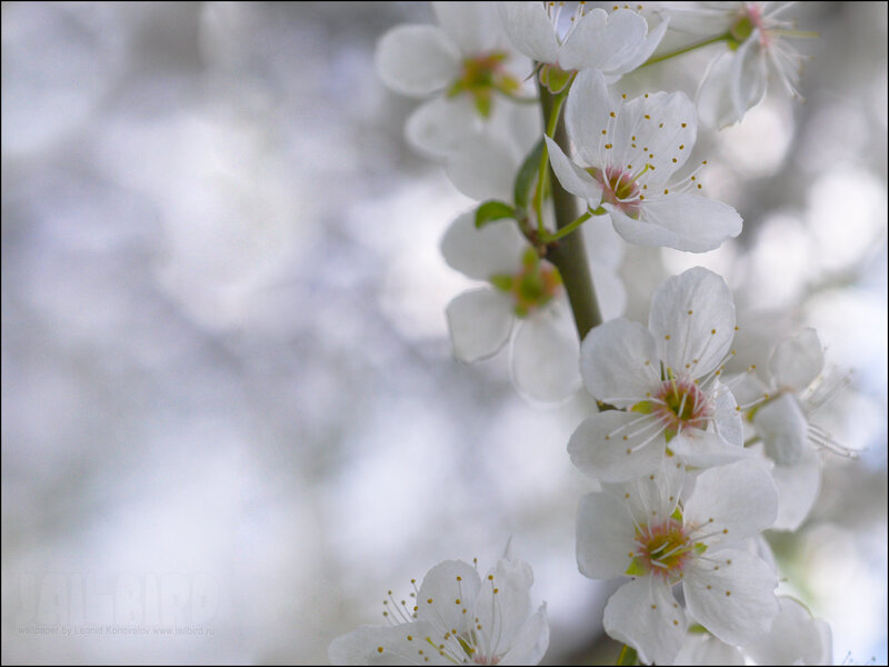 white blossoms on a branch