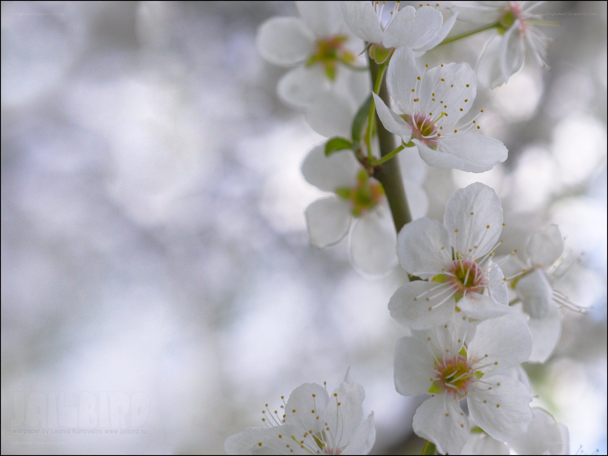 white blossoms on a branch