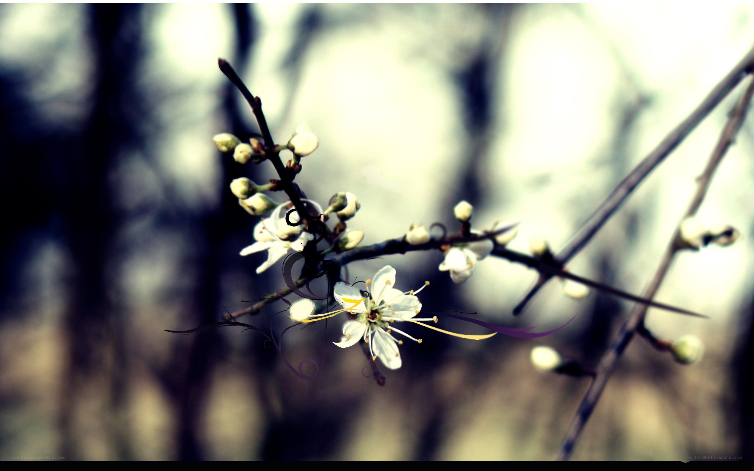white blossoms on a branch