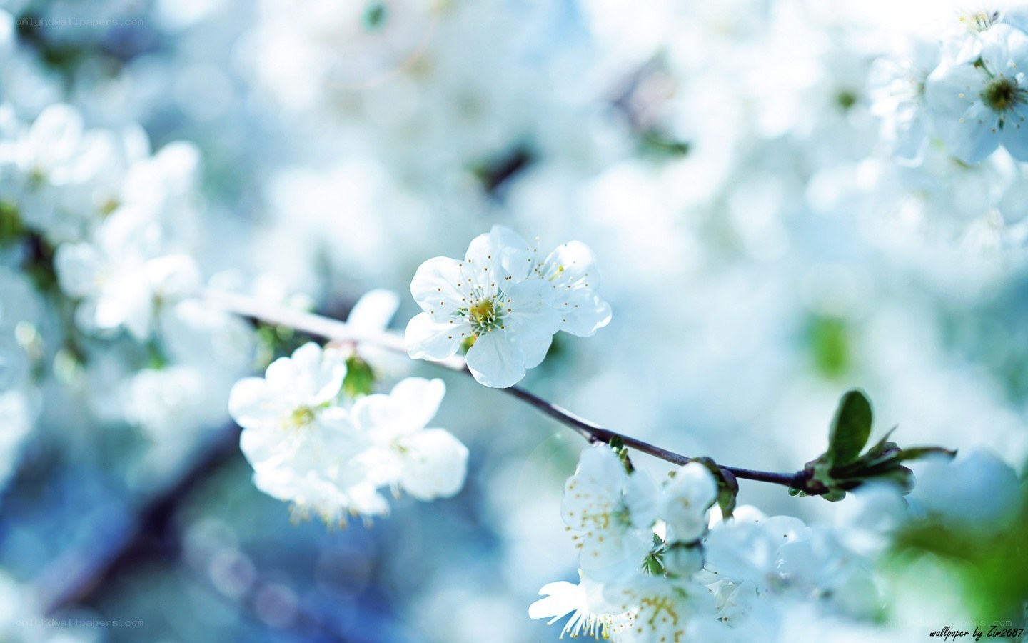 white blossoms on a branch