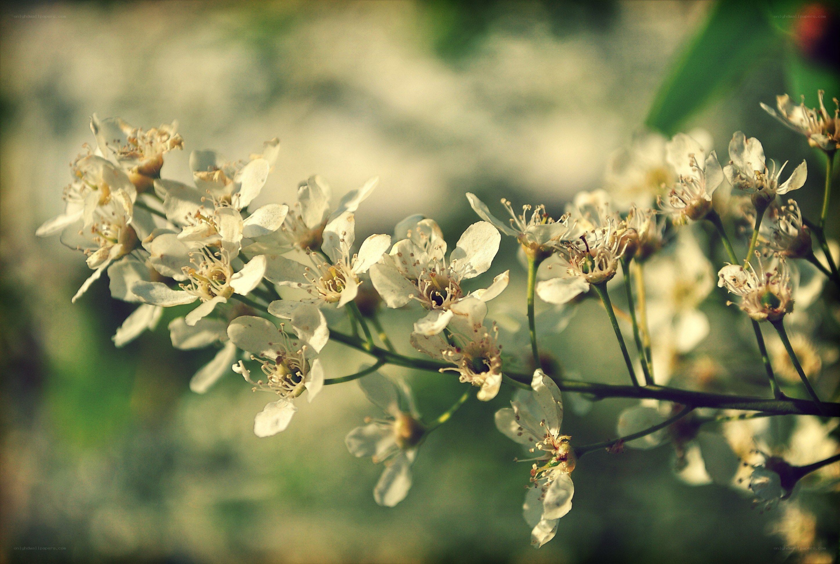 White blossoms on a branch
