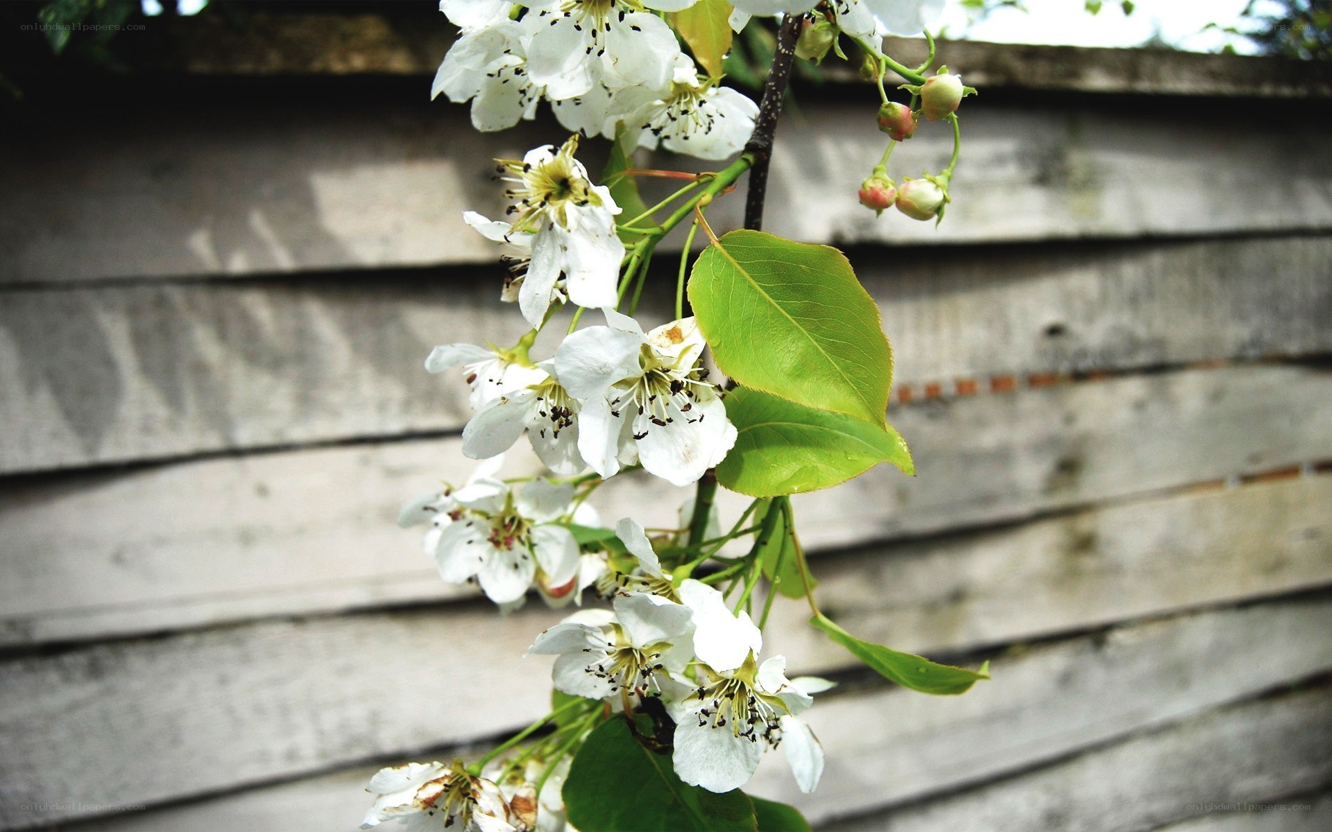 White blossoms on a branch