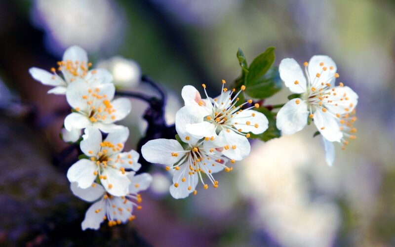 white blossoms on a branch