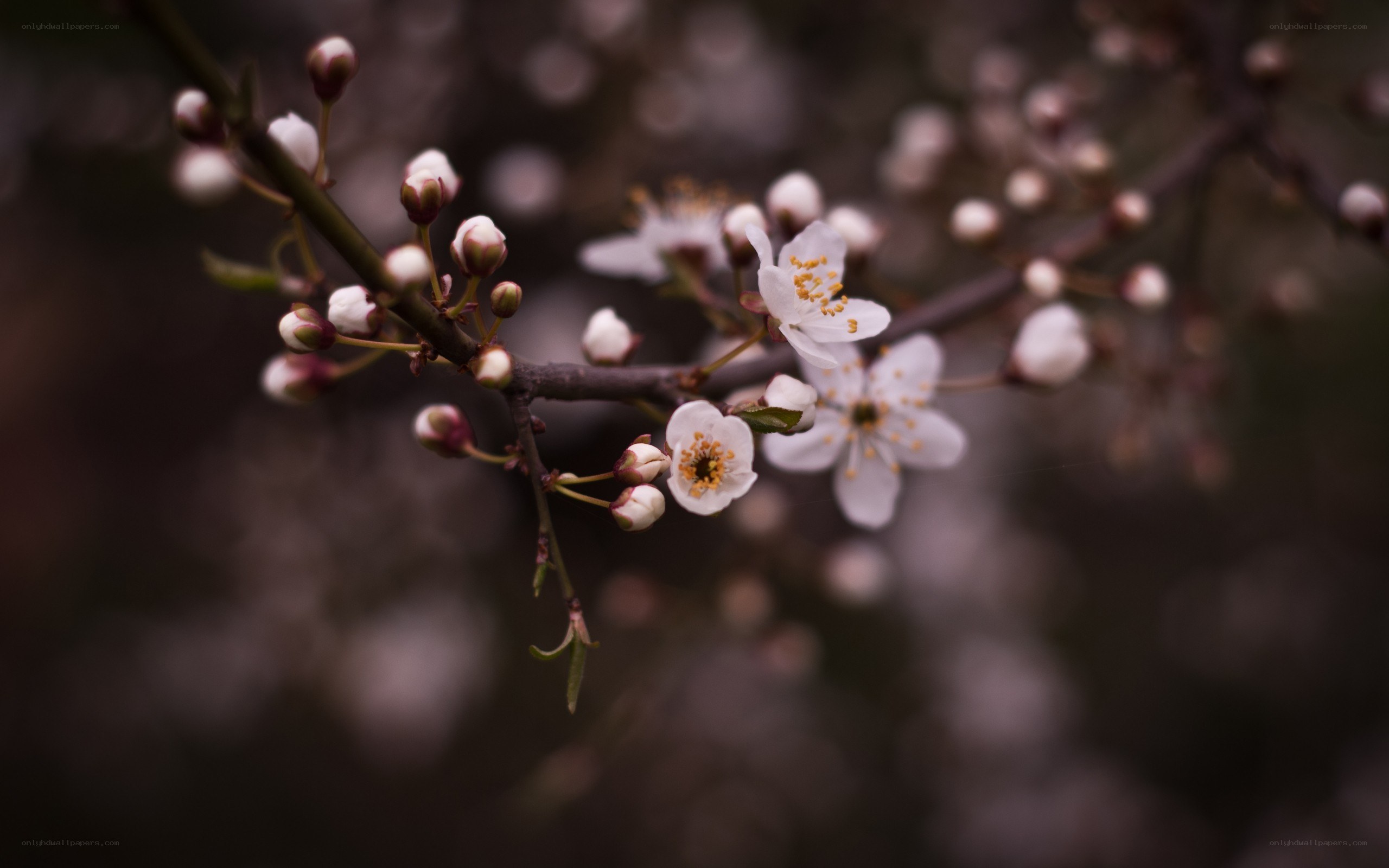 White blossoms on a branch
